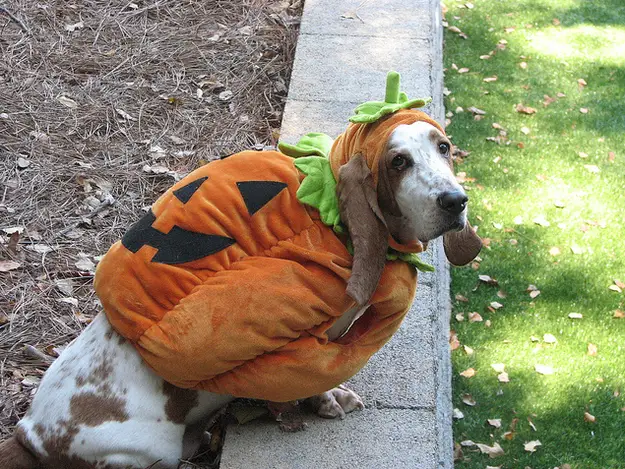 Basset Hound in pumpkin costume