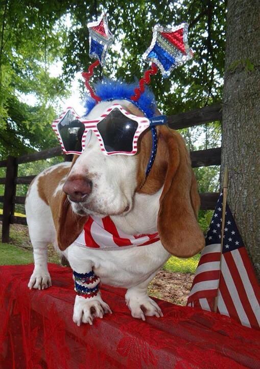 Basset Hound wearing a USA outfit while standing on the table
