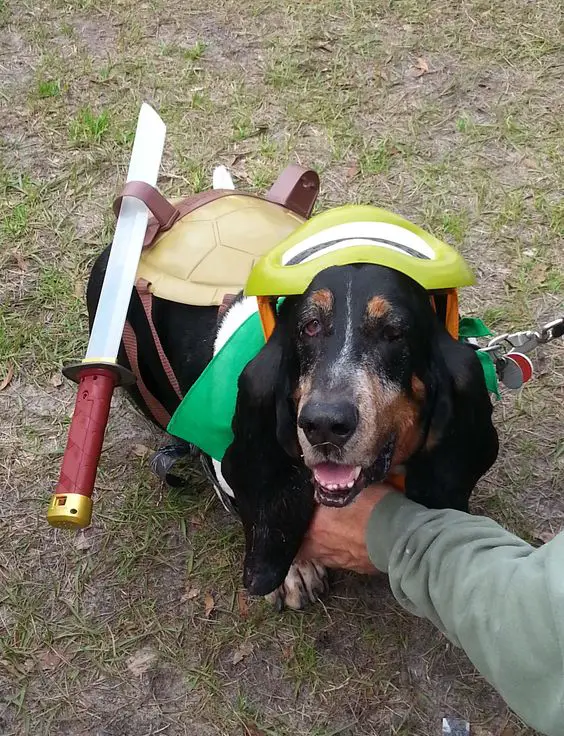 Basset Hound in ninja costume while standing on the grass