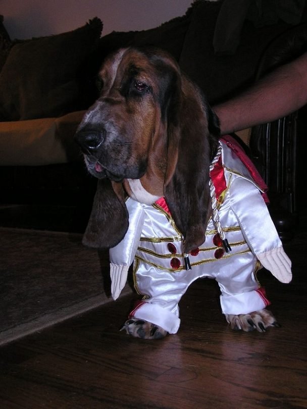 40+ Funny Basset Hounds in Halloween Costumes The Paws