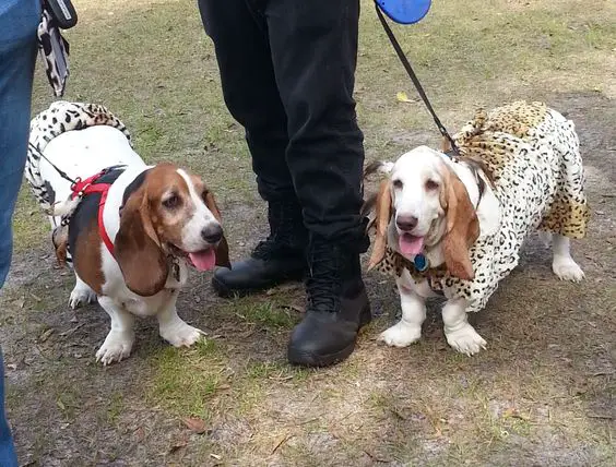 two Basset Hound in their leopard costume