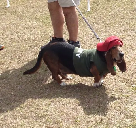 Basset Hound in a rapper outfit at the park