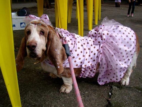 Basset Hound in pink pulka dots dress while standing under the table