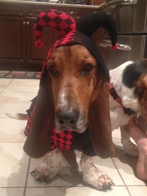 Basset Hound in joker costume while sitting on the floor