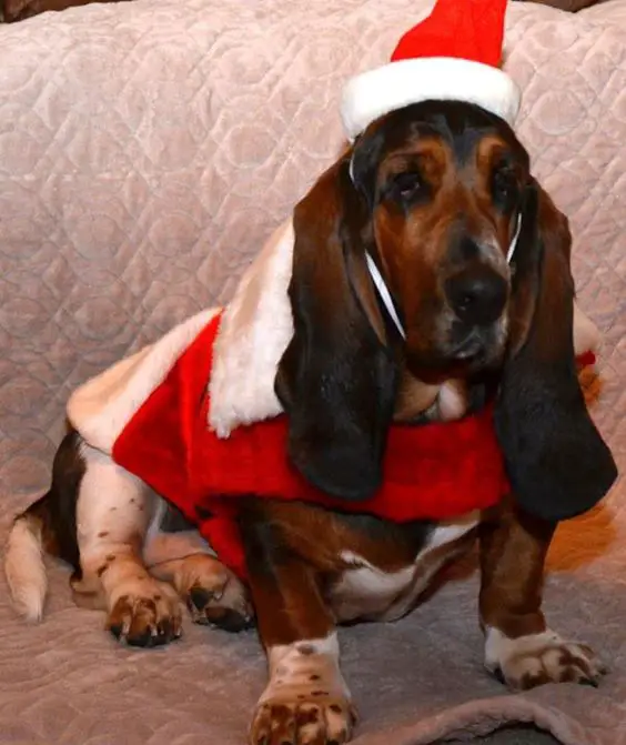 Basset Hound in santa costume while sitting on the couch