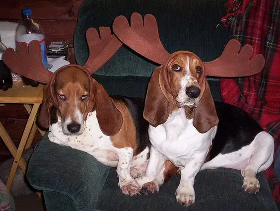 two Basset Hounds wearing moose head piece while sitting on the couch