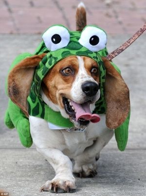 Basset Hound in frog costume while walking on the pavement