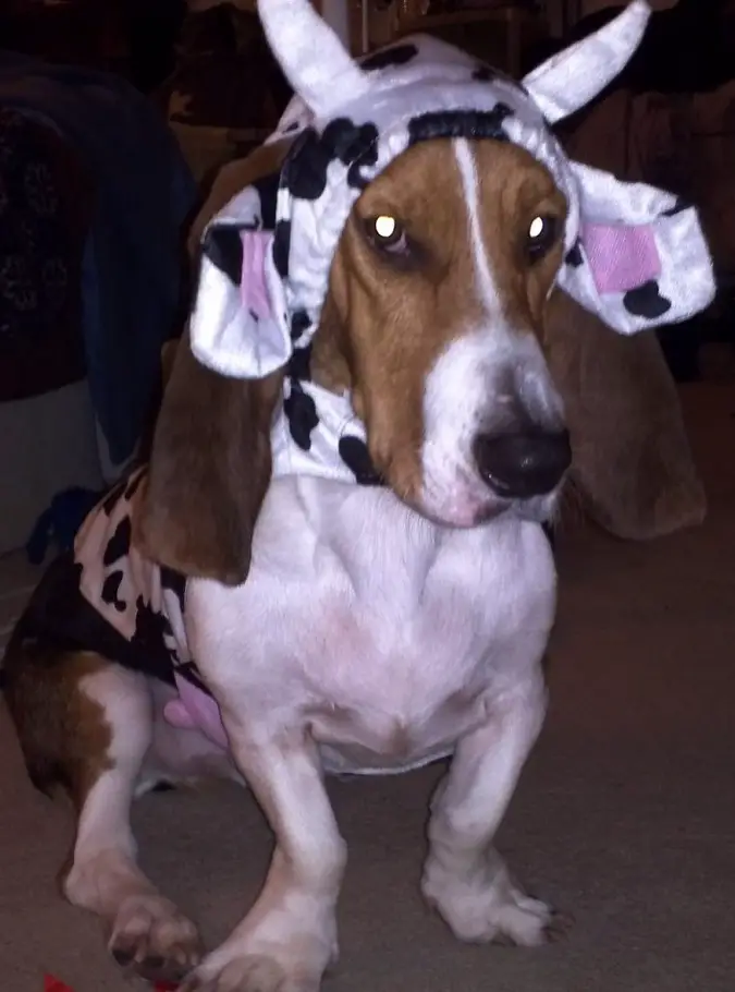 A Basset Hound in cow costume sitting on the floor