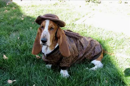 Basset Hound wearing a brown jacket and brown hat while sitting on the green grass