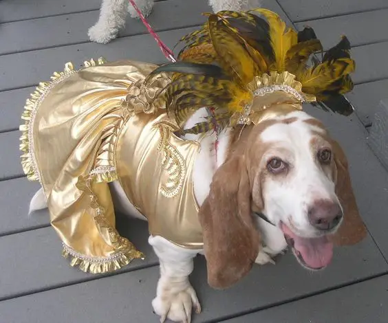 Basset Hound in gold festival costume while standing on the floor