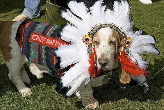 Basset Hound in indian costume while standing on the green grass