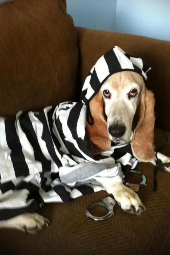 Basset Hound in prisoner costume while lying on the couch