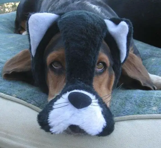 Basset Hound in squirrel head piece while lying on its bed outdoors