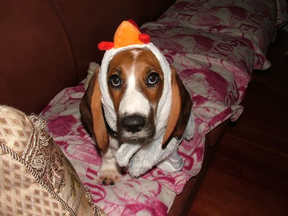 Basset Hound in chicken headpiece while lying on the couch