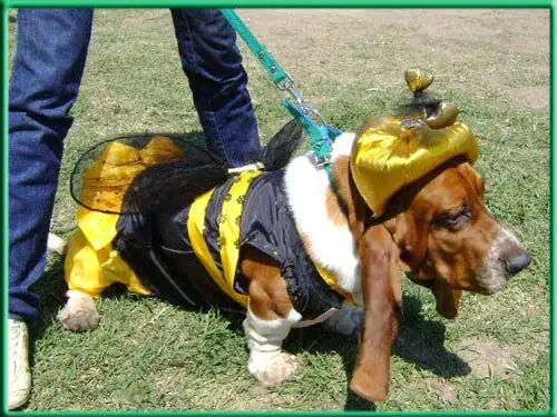 Basset Hound in bee costume while standing on the grass in between the legs of his human