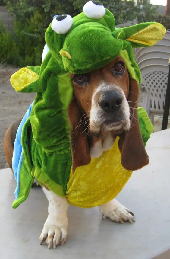 Basset Hound in frog costume while standing on top of the table