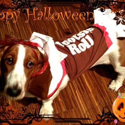 Basset Hound in halloween costume