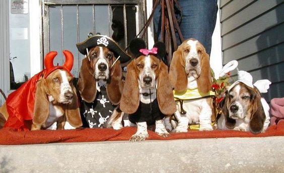 Basset Hound in their halooween costumes while sitting in the front door