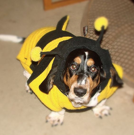 Basset Hound in bee costume while standing on the floor