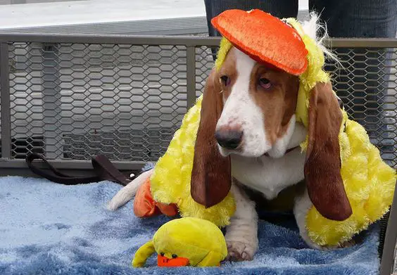 Basset Hound in chicken costume while sitting on the bench
