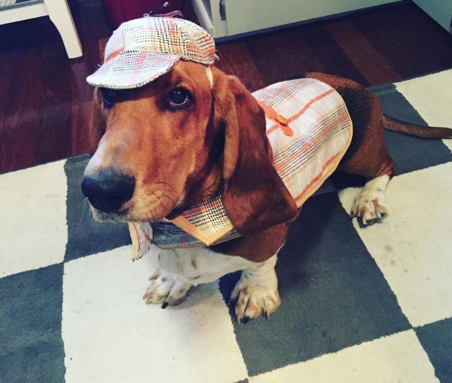 40+ Funny Basset Hounds in Halloween Costumes Page 10 The Paws