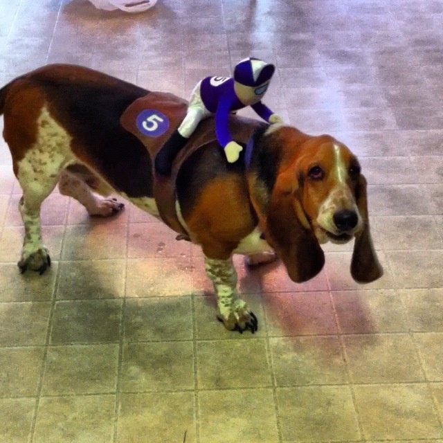 Basset Hound in turbo costume standing on the floor