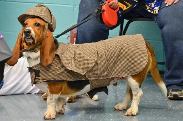 A Basset Hound wearing a sherlock outfit while standing on the floor
