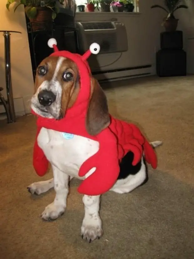 Basset Hound in lobster costume sitting on the floor