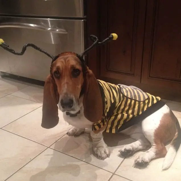 Basset Hound in bee costume while sitting on the kitchen floor with its sad face