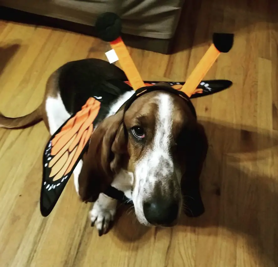Basset Hound in butterfly costume while sitting on the floor