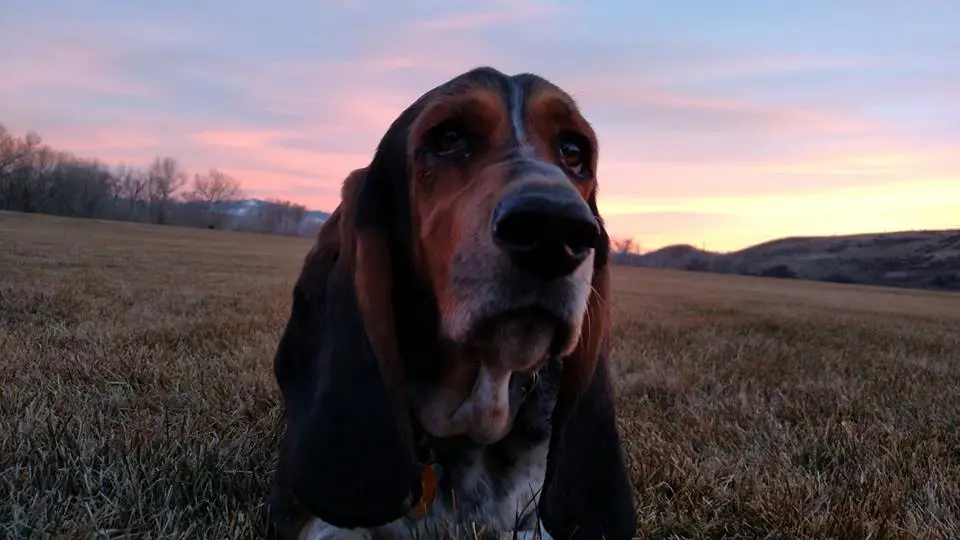 A Basset Hound lying in the field on a sunset