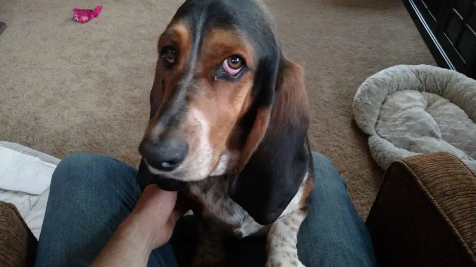 A Basset Hound standing up leaning towards the leg of the person sitting on the couch