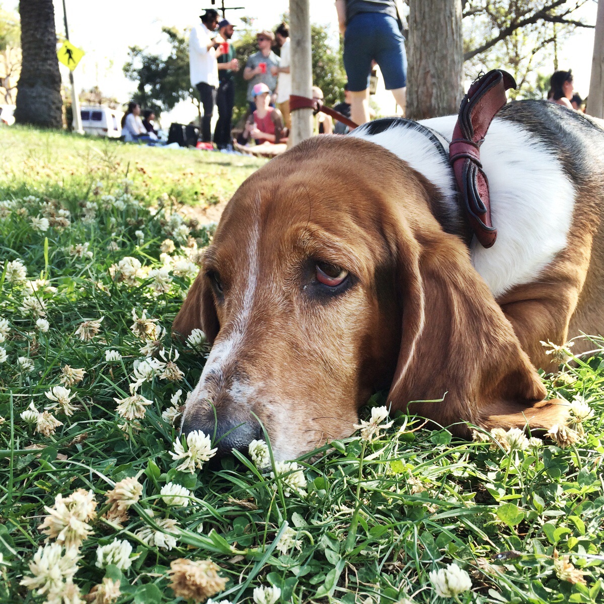 A Basset Hound lying on the grass at the park with its its sad face