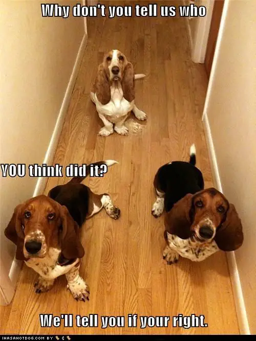 three Basset hounds sitting on the floor with their guilty face with a text 