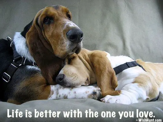 Basset hound on the couch with a sleeping Basset hound photo with a quote 