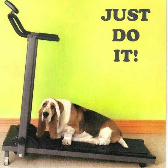 Basset hound on the thread mill photo with a text 