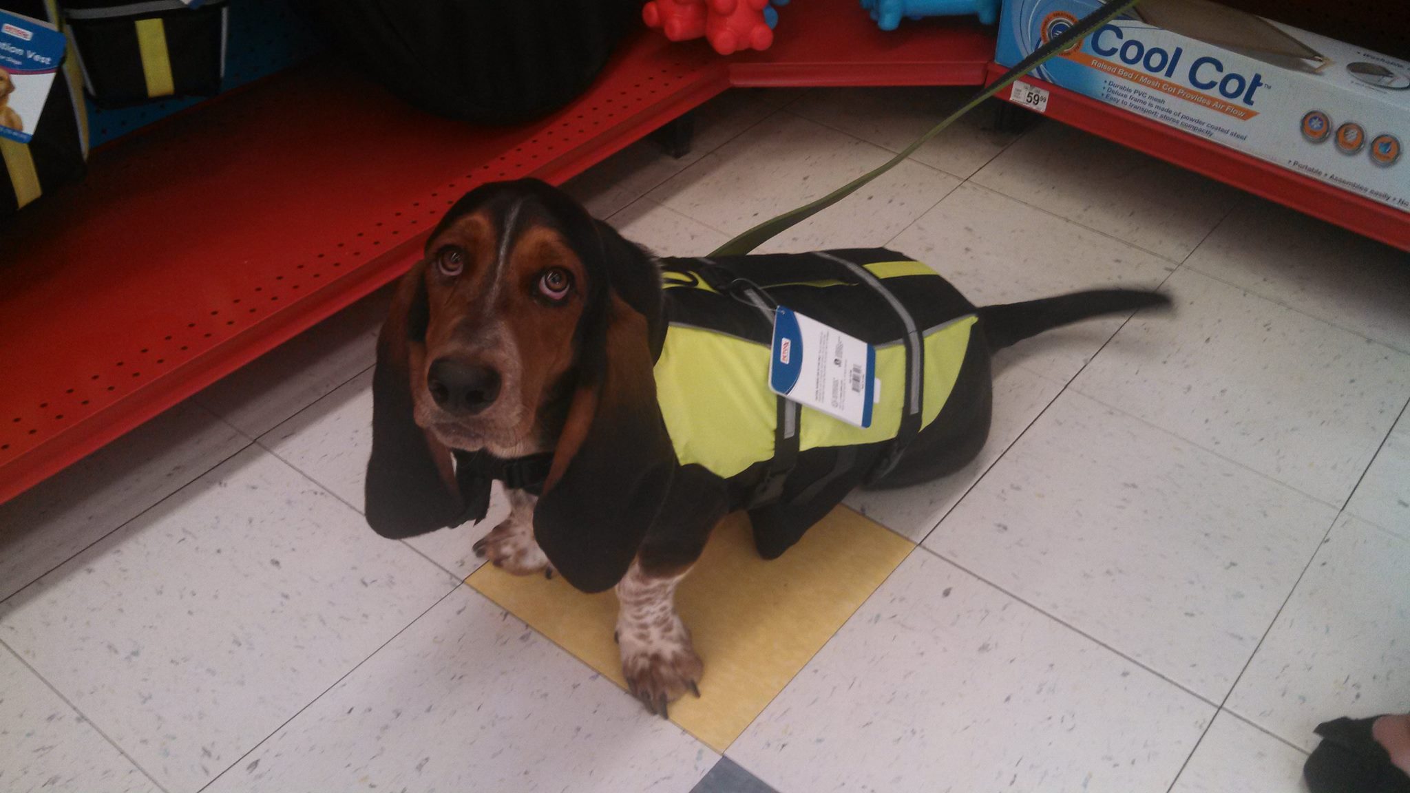 A Basset Hound wearing a safety vest while sitting on the floor