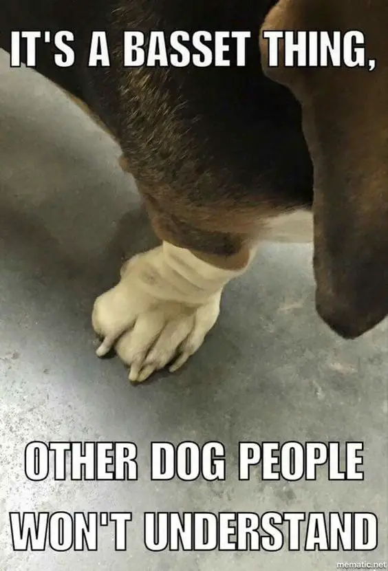 photo of Basset hound's foot with a text 