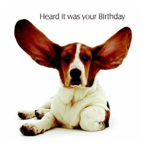 Basset hound with its ears wide open photo with text 