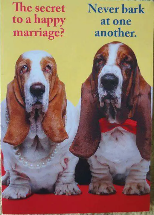 photo of two Basset hounds with a text 