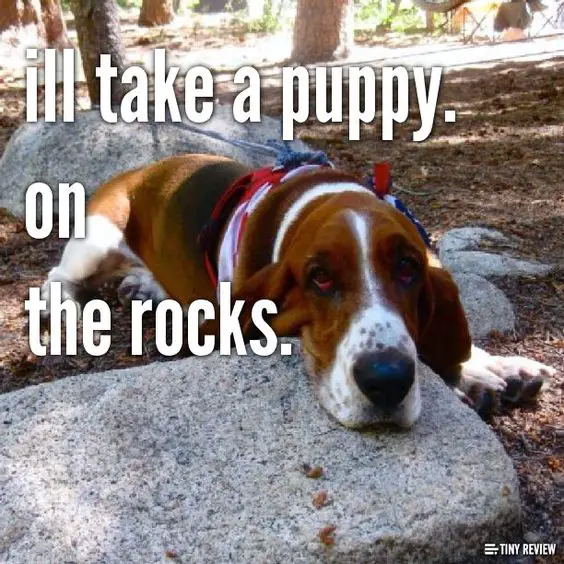 Basset hound lying on the ground with its head resting on top of the rock photo with a text 