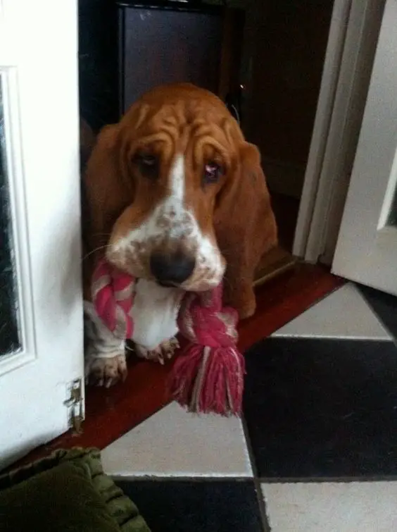 Basset Hounds peeking behind the door with a tug toy in its mouth