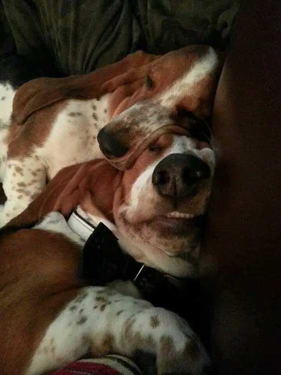 two Basset Hounds sleeping on the couch beside each other