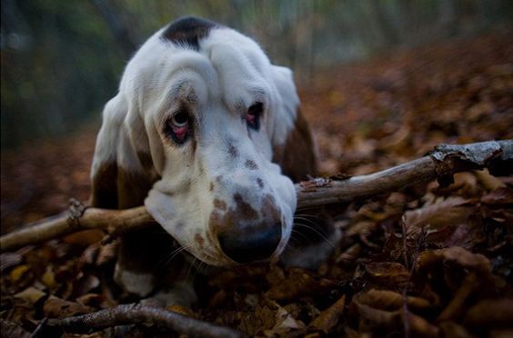Basset Hound dog with a branch on its mouth in the forest