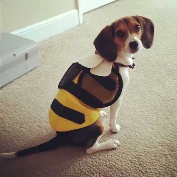 Beagle in a bee costume while sitting on the floor