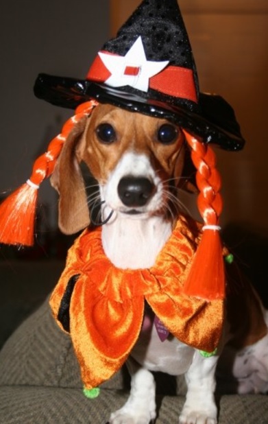 Beagle in witch outfit while sitting on the couch
