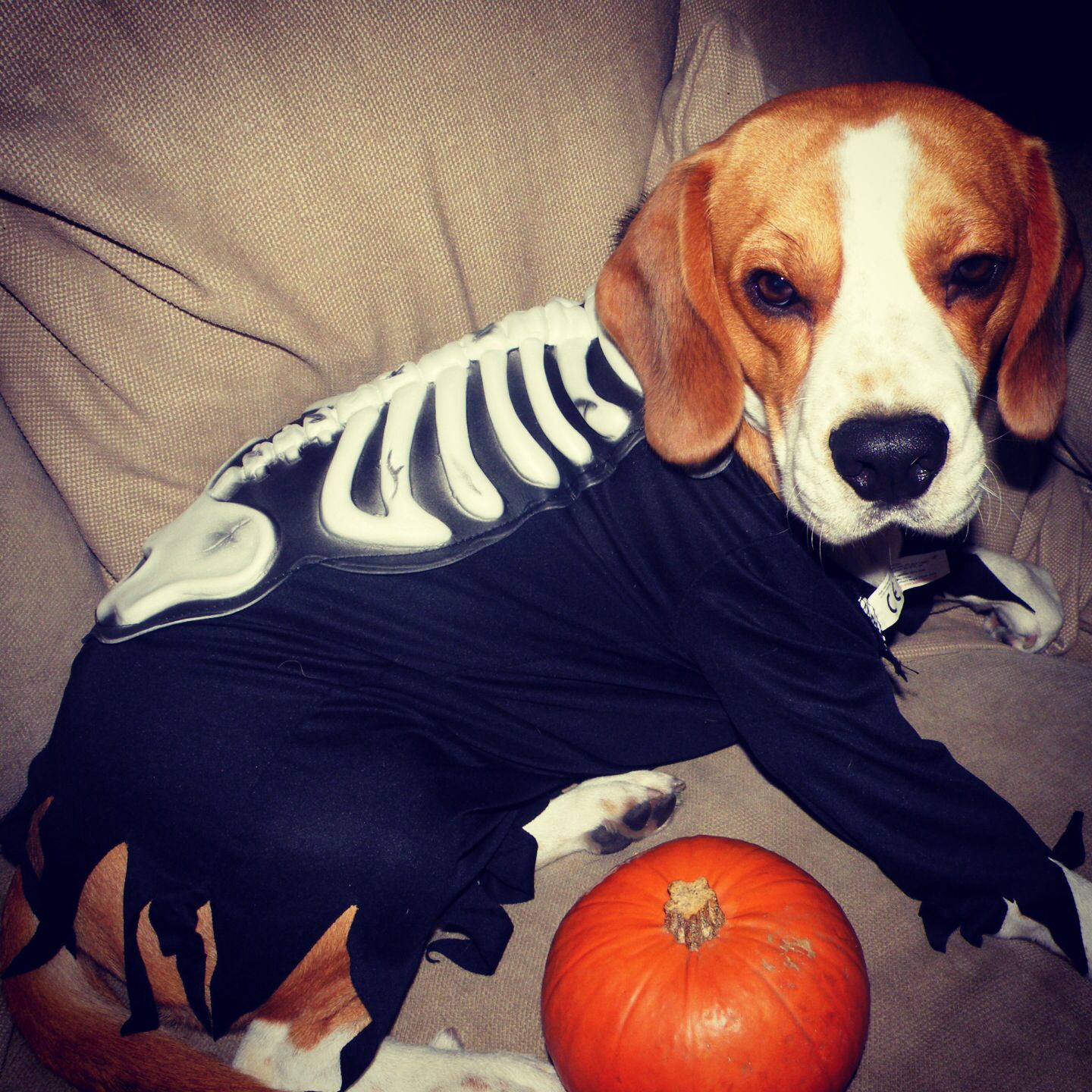 Beagle wearing a skeleton costume while lying on the couch with a small pumpkin