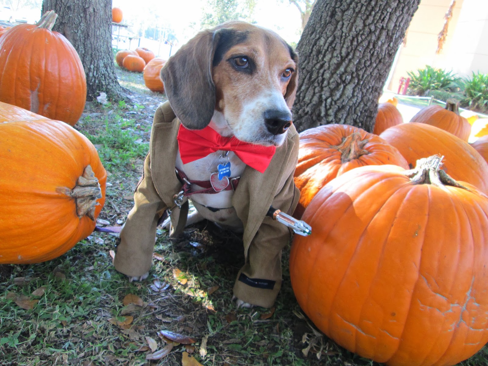 Beagle wearing a brown coat with a red bow tie around its neck while sitting on the ground while being surrounded with large pumpkins