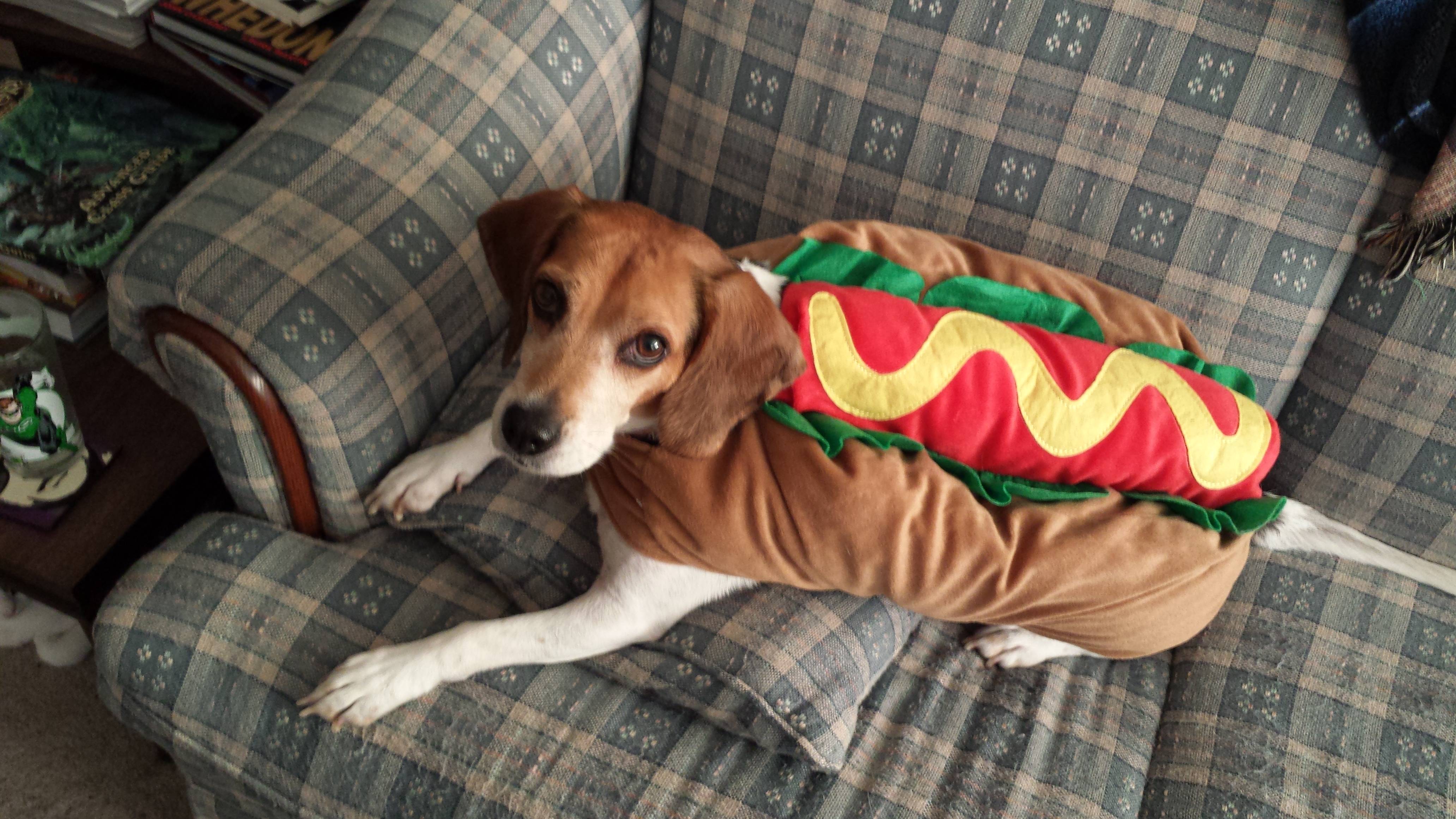 Beagle in a hotdog in a bun costume while lying on the couch