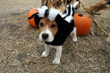 Beagle in squirrel costume while standing on the green with two pumpkins behind him